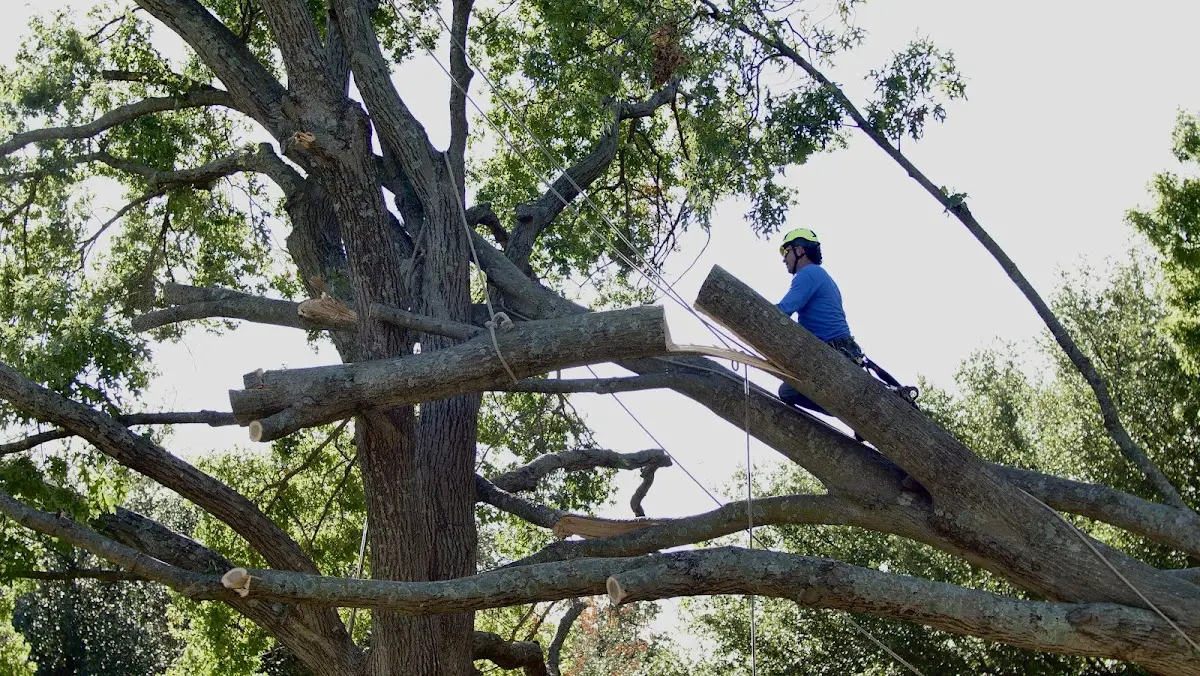 Professional Crown Thinning performed by certified arborists in Pearl